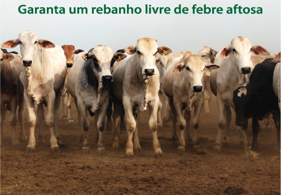 Defesa Agropecuaria vacas