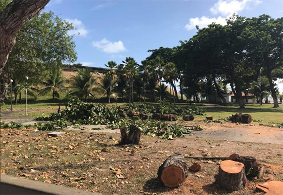 Hotel Tambaú derrubada de árvores